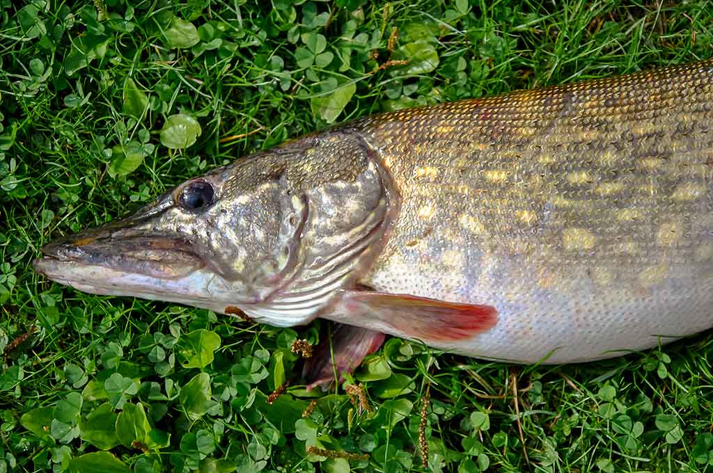 Maži masalai didelei žuviai. Antra dalis Maži masalai didelei žuviai. Antra dalis