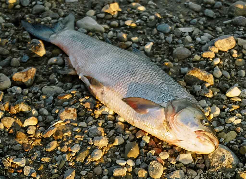 Ar salatis – konservatyvi žuvis? Pirma dalis Ar salatis – konservatyvi žuvis? Pirma dalis