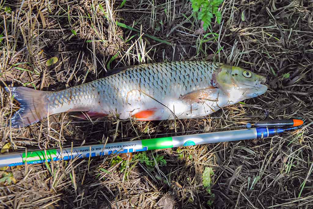 Kaip pagauti karšį? Kaip pagauti karšį?