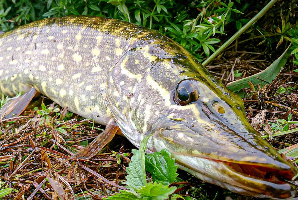 Ten, kur tekėjo upelis. Antra dalis
