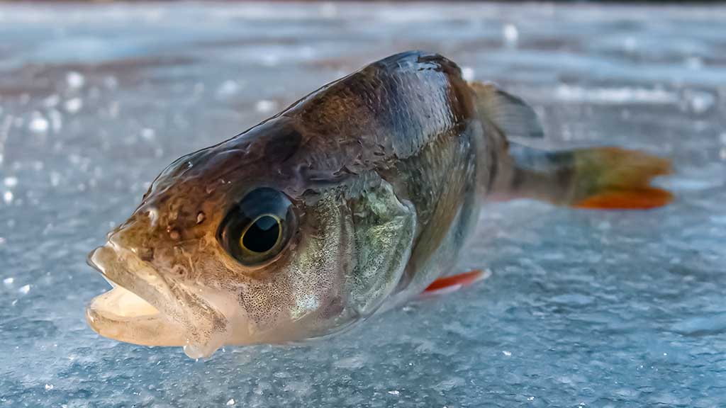 Kada ešerys nusuka nosį