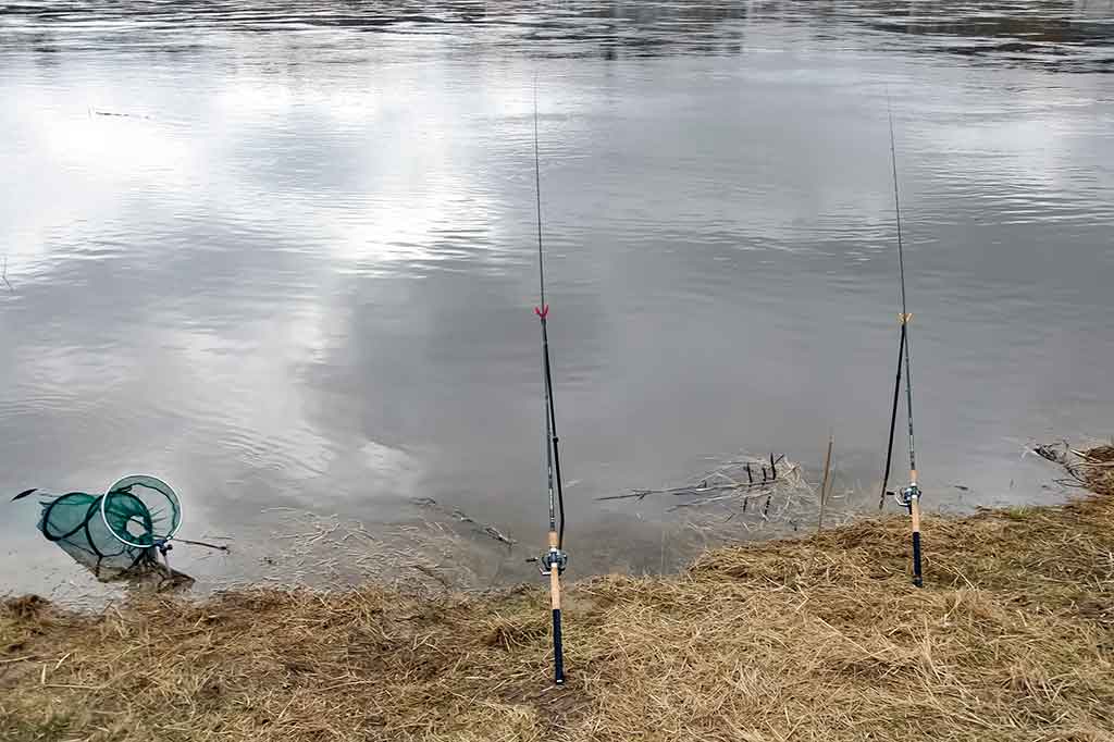 Kuoja, kuriai reikia tvirto pavadėlio