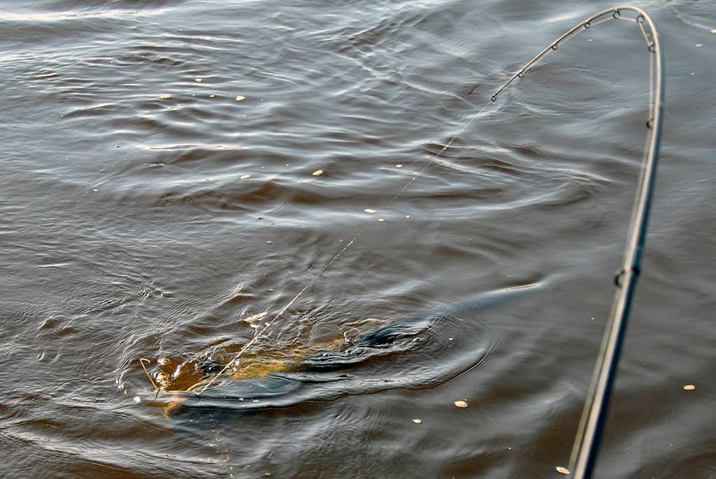 Ruduo, velkė ir minnow vobleriai. Pirma dalis