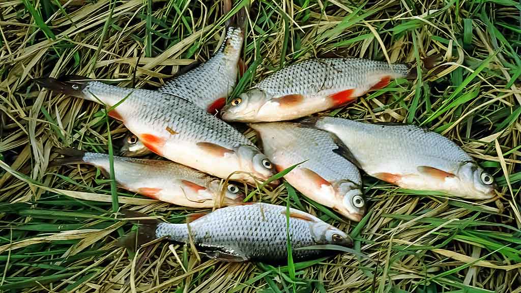 Nemunas, plūdinė ir senos dambos. Kaip jaukinti, kuo žvejoti