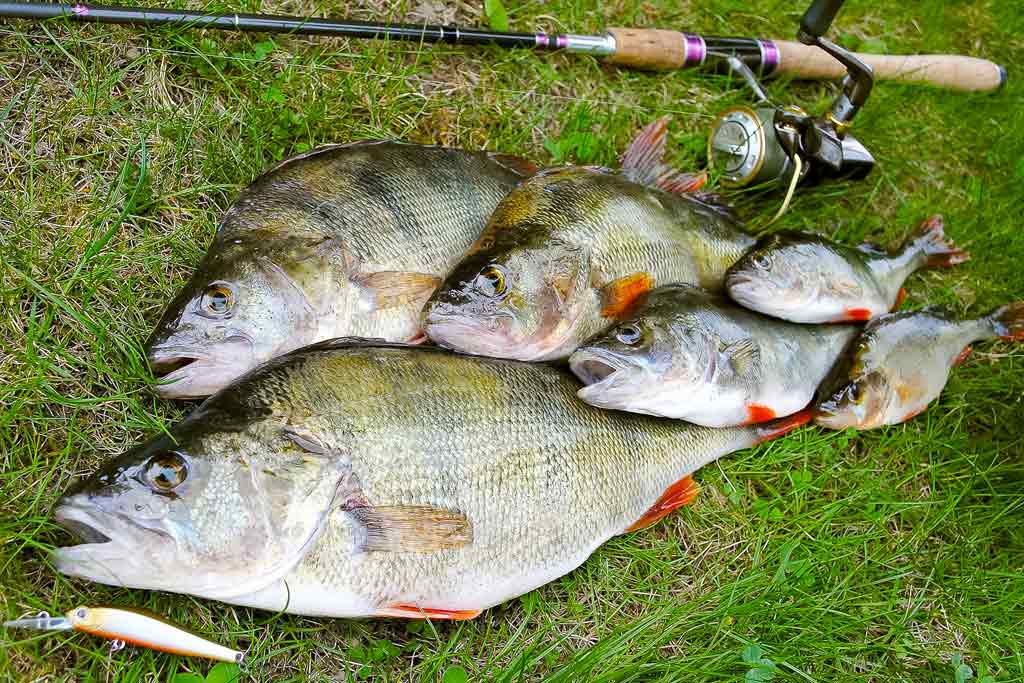 Kuo krepšinis panašus į žvejybą Kuo krepšinis panašus į žvejybą