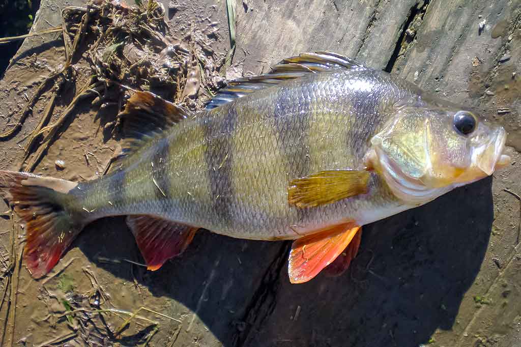 Ešerių gaudymas poperiais Ešerių gaudymas poperiais