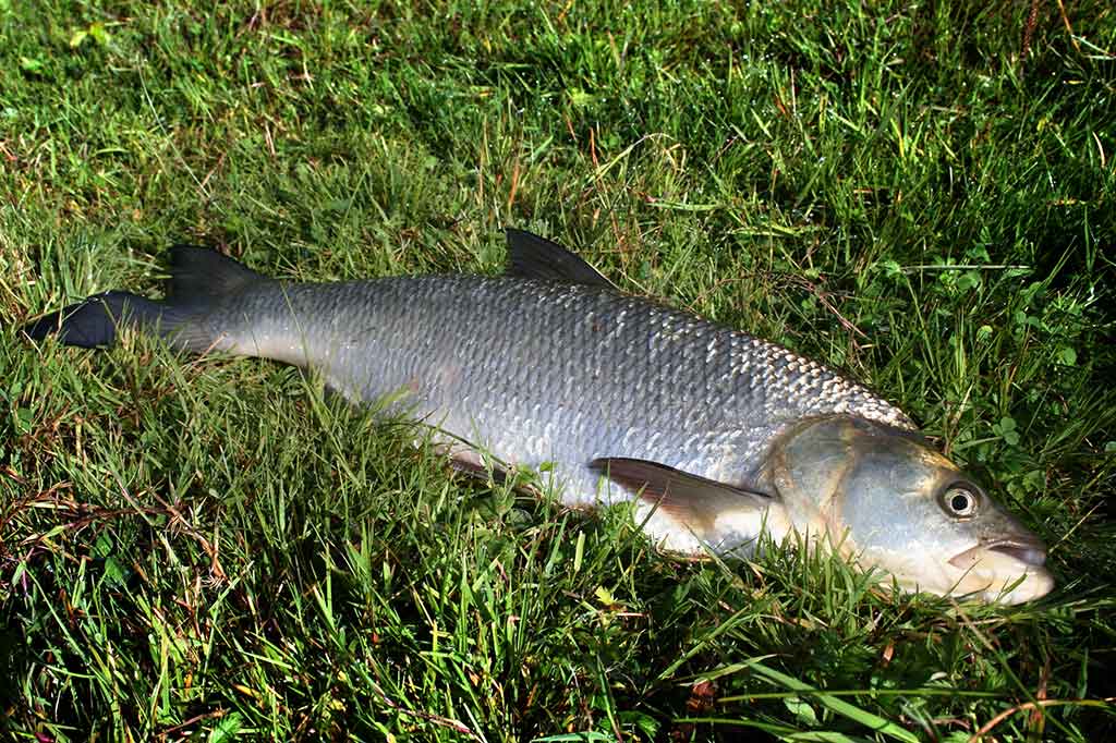 Cikados – ne vien plėšrūnių gaudymui Cikados – ne vien plėšrūnių gaudymui