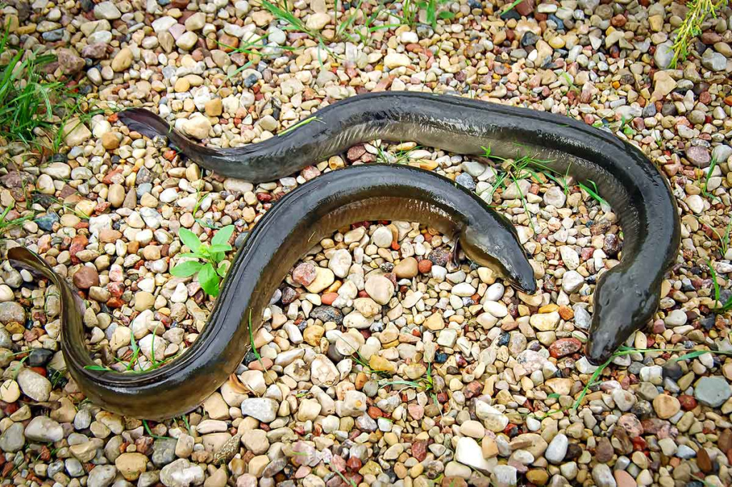 Apie saulę, vėją ir lietų. Antra dalis