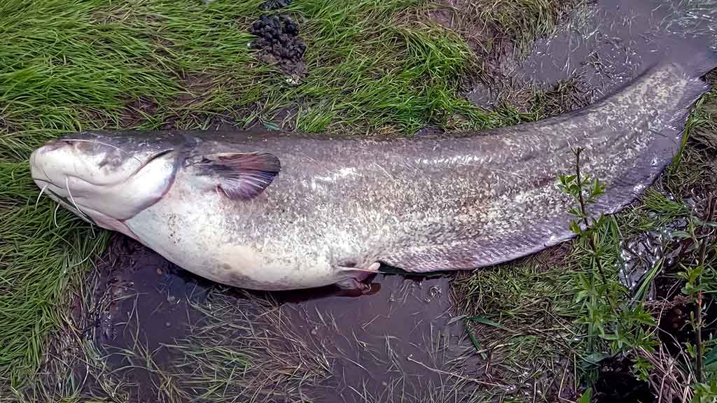 Senelio blizgės ir šamo medžioklė. Trečia dalis Senelio blizgės ir šamo medžioklė. Trečia dalis