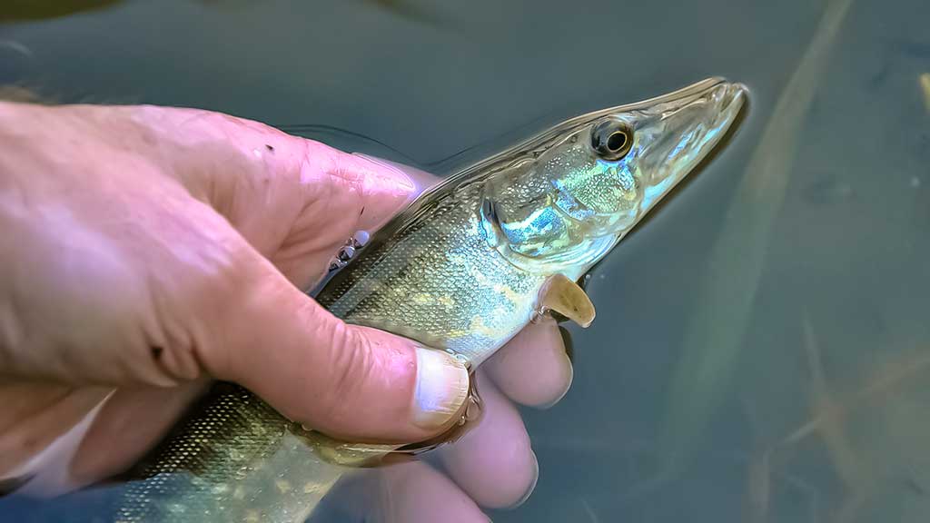 Lydekas – lydekomis. Apie žuvis kanibales