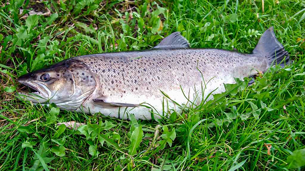 Kur, kaip ir kuo gaudome lašišas bei šlakius. I dalis