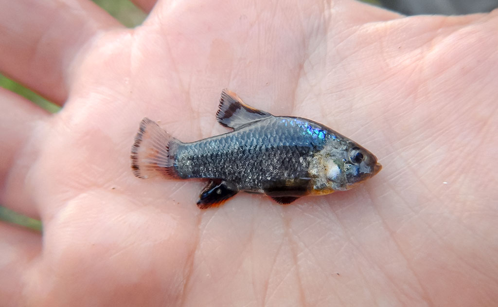 O čia tai bent (39)