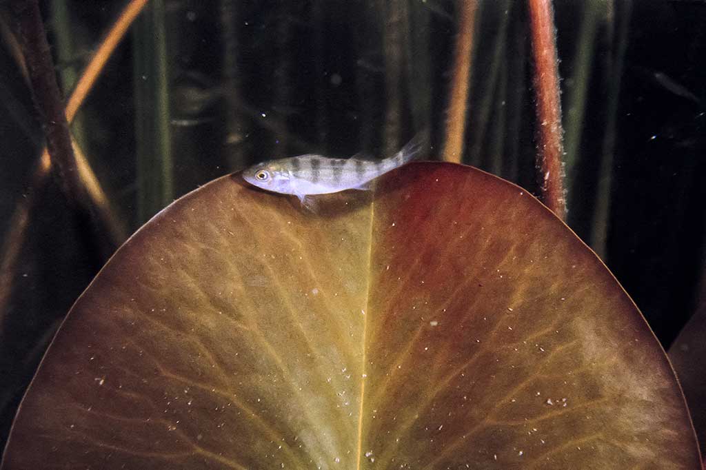 Pavasarinis žuvų „virsmas“ Pavasarinis žuvų „virsmas“