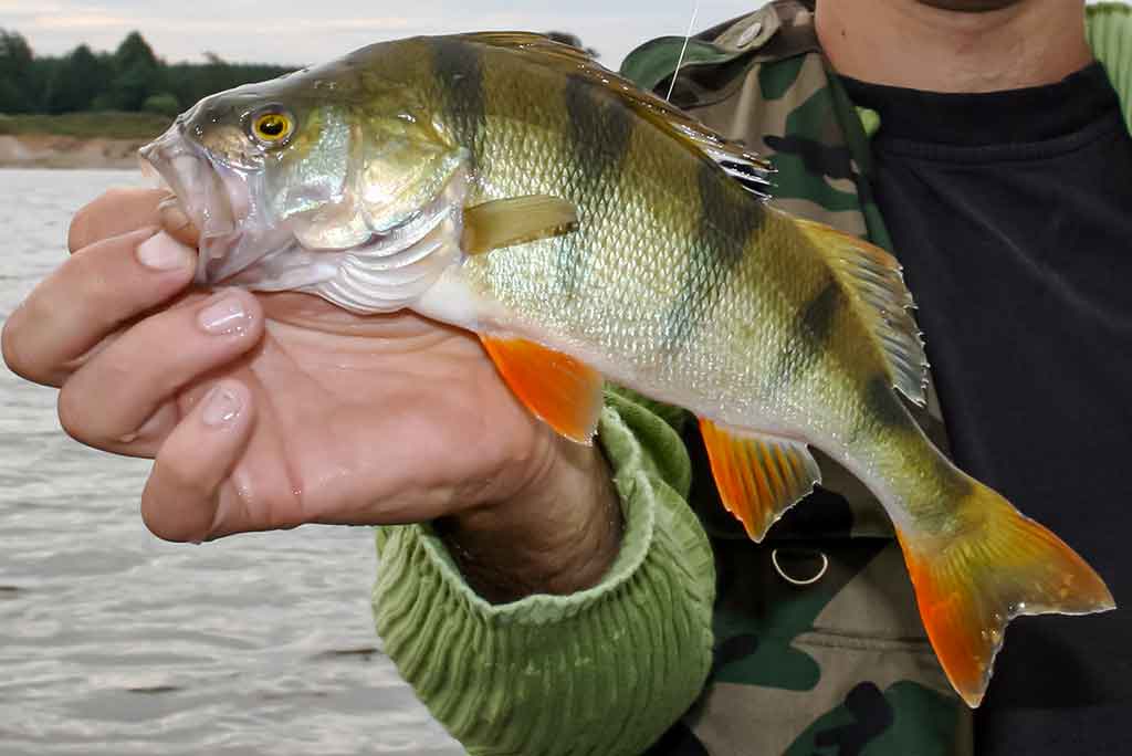 Ešerių gaudymas poperiais Ešerių gaudymas poperiais