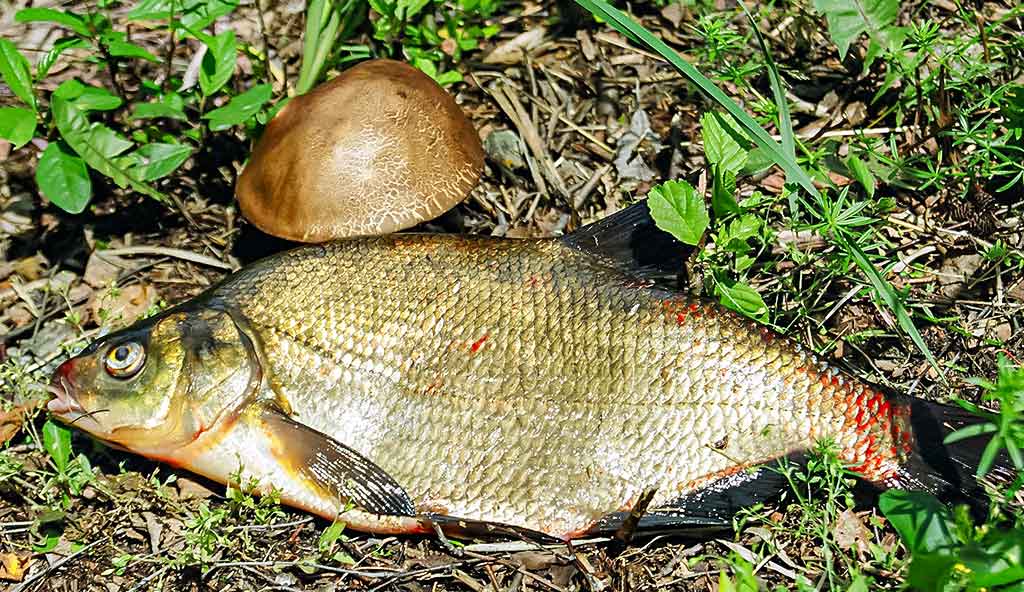 Švento Petro gimtinėje. Pirma dalis Švento Petro gimtinėje. Pirma dalis