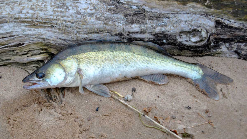 Iš paviršiaus į gilumą. Pirma dalis