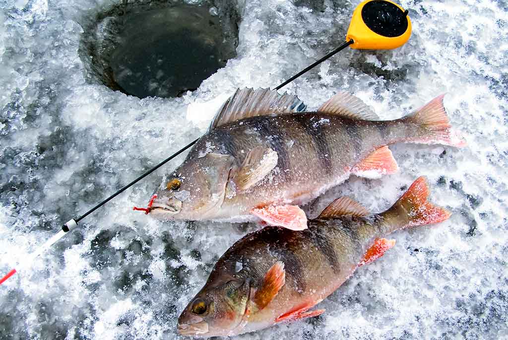 Kaip pagauti ešerį?