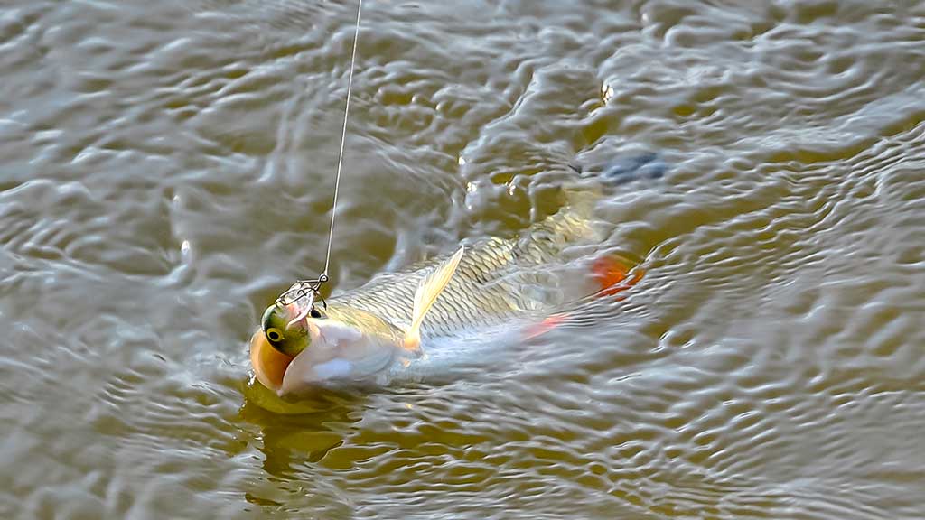 Spiningavimo su lengvais ir mažais plaukiančiaisiais vobleriais technika Spiningavimo su lengvais ir mažais plaukiančiaisiais vobleriais technika