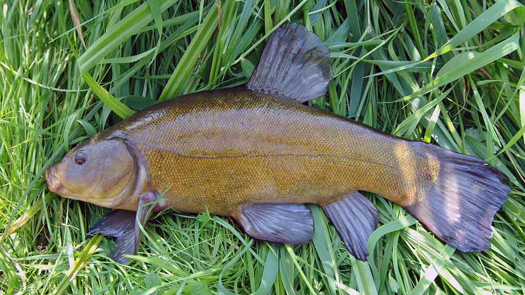 Dar šis bei tas apie kabliukus. Pirma dalis