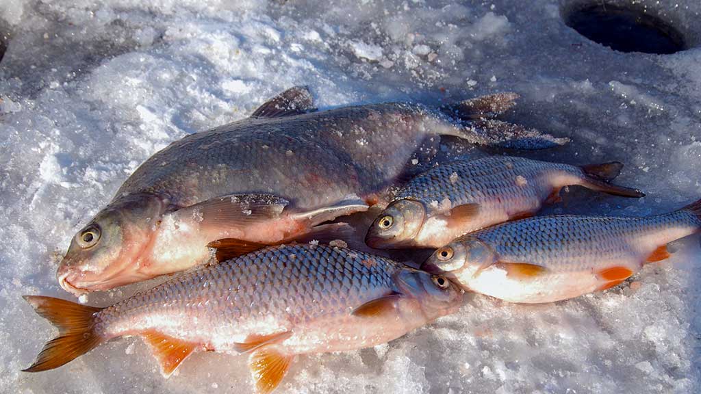 Kuršmarėse kimba ne vien stintos. Antra dalis Kuršmarėse kimba ne vien stintos. Antra dalis