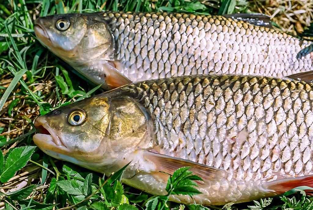 Nuo A iki Z apie monofilamentinį valą. Pirma dalis