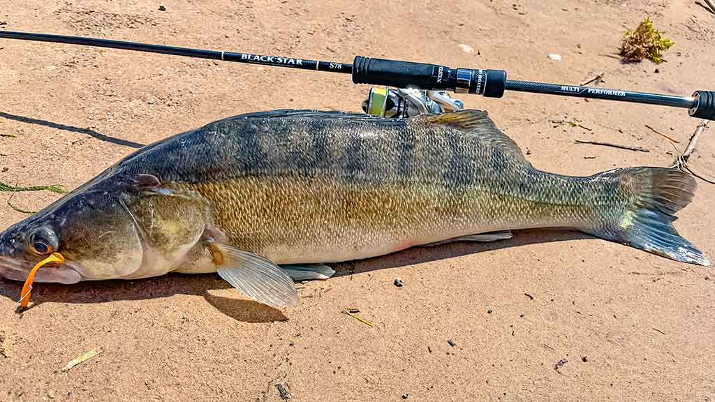 Geriau trumpas ar ilgas kotas?