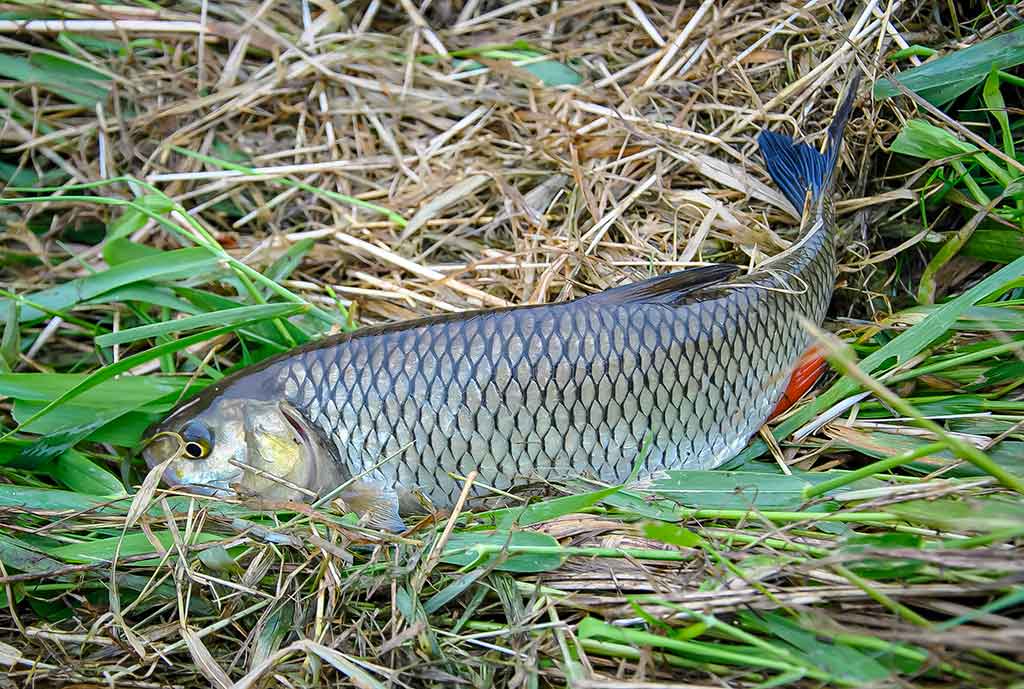 Neįprasta vasara. Pirma dalis Neįprasta vasara. Pirma dalis