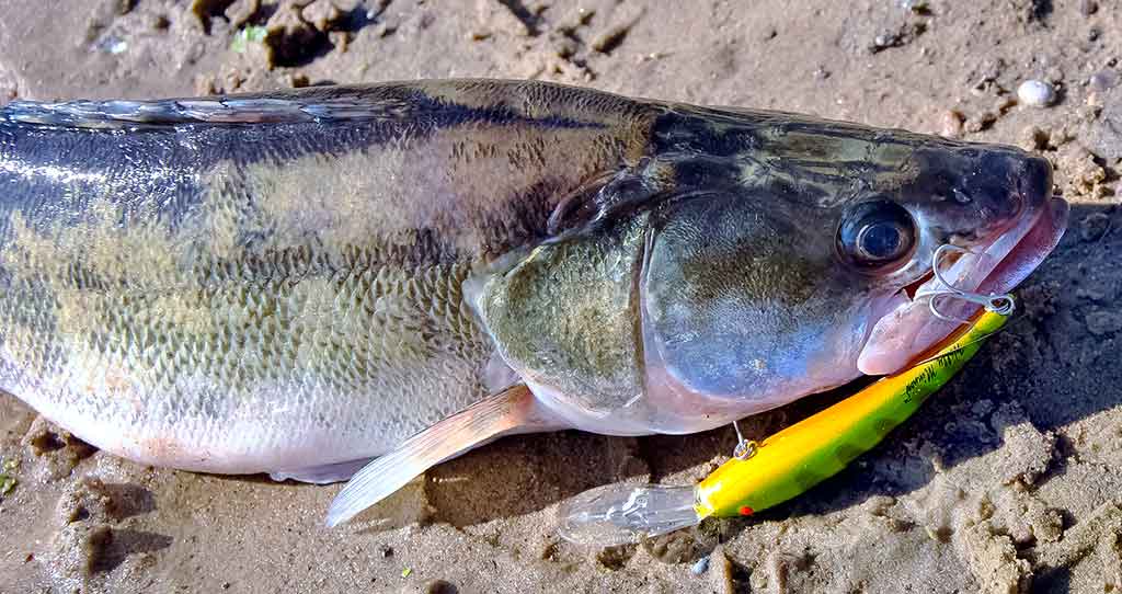 Prieš srovę, pasroviui... Žinomi ir mažiau žinomi vobleriai Prieš srovę, pasroviui... Žinomi ir mažiau žinomi vobleriai