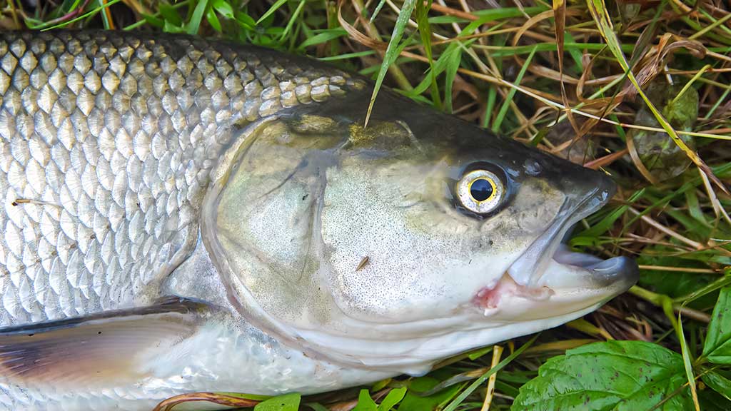 Ar salatis – konservatyvi žuvis? Antra dalis Ar salatis – konservatyvi žuvis? Antra dalis