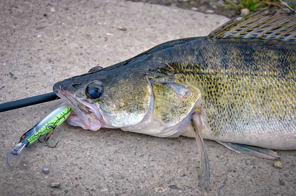 Gyvenimas po tiltu. Pirma dalis Gyvenimas po tiltu. Pirma dalis