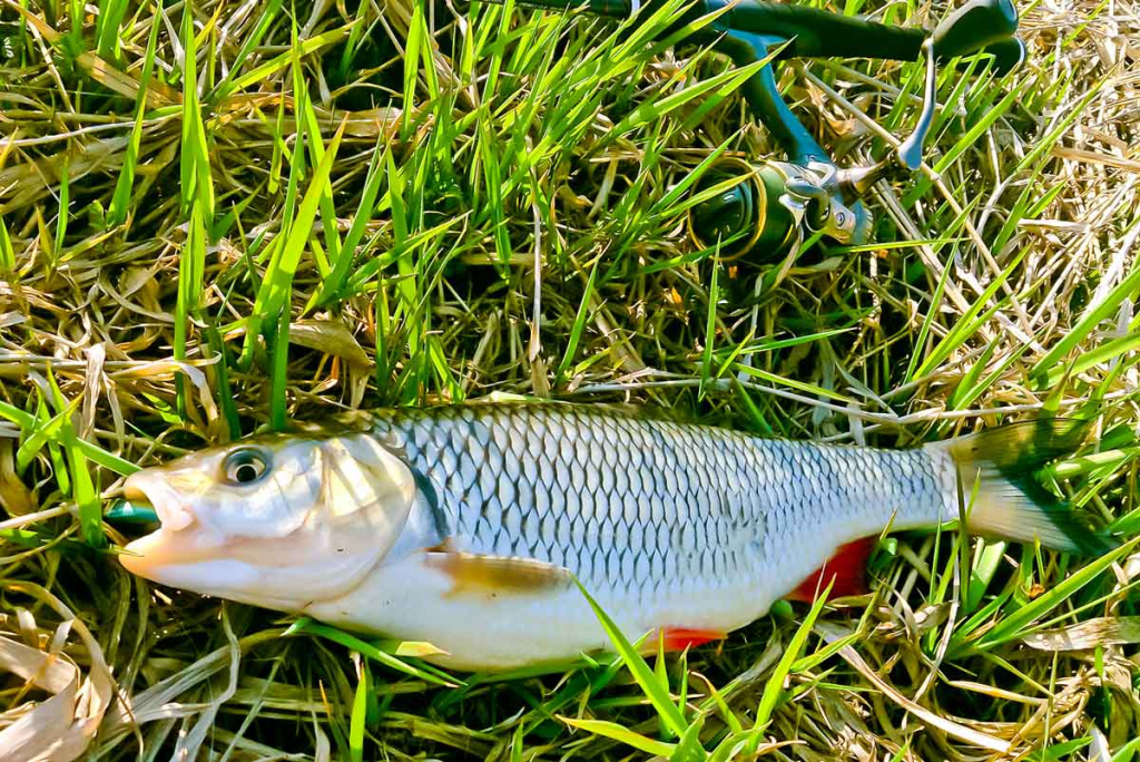 Šapalų žūklė, kai ateina gegužis. Antra dalis