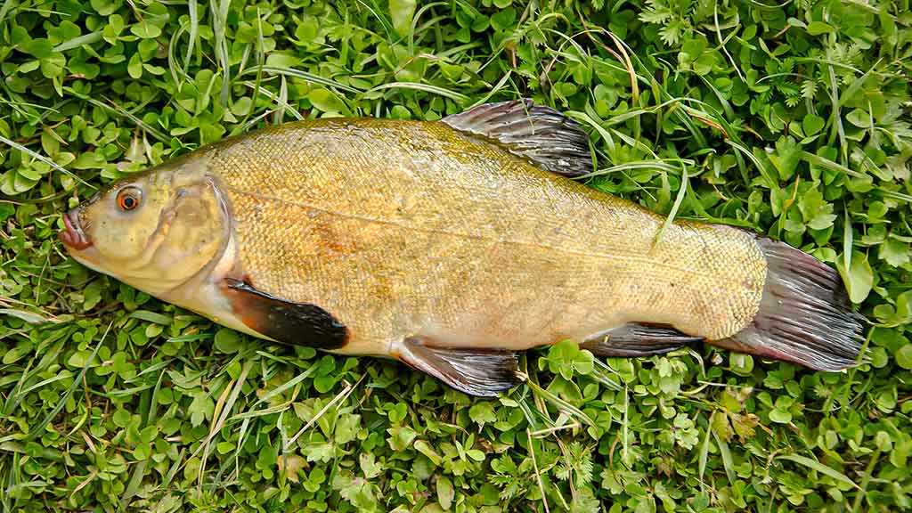 Kaip pagauti lyną? Kaip pagauti lyną?