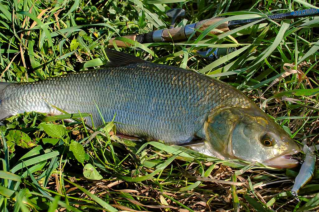 Vienas ir šimtas vienas būdas pagauti salatį 
