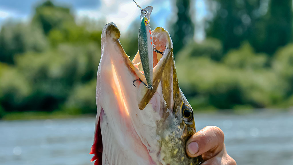 Vobleriai, su kuriais sudėtinga spiningauti