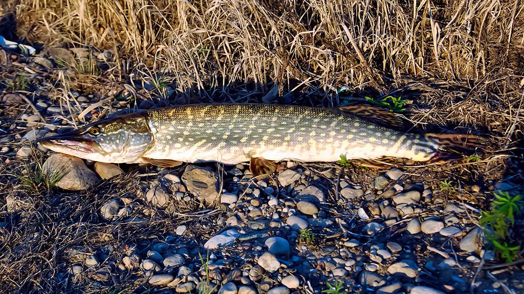 Iš paviršiaus į gilumą. Pirma dalis