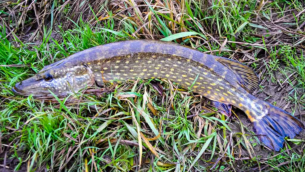 Apie (ne)sušalusias žvejo rankas. Pirma dalis