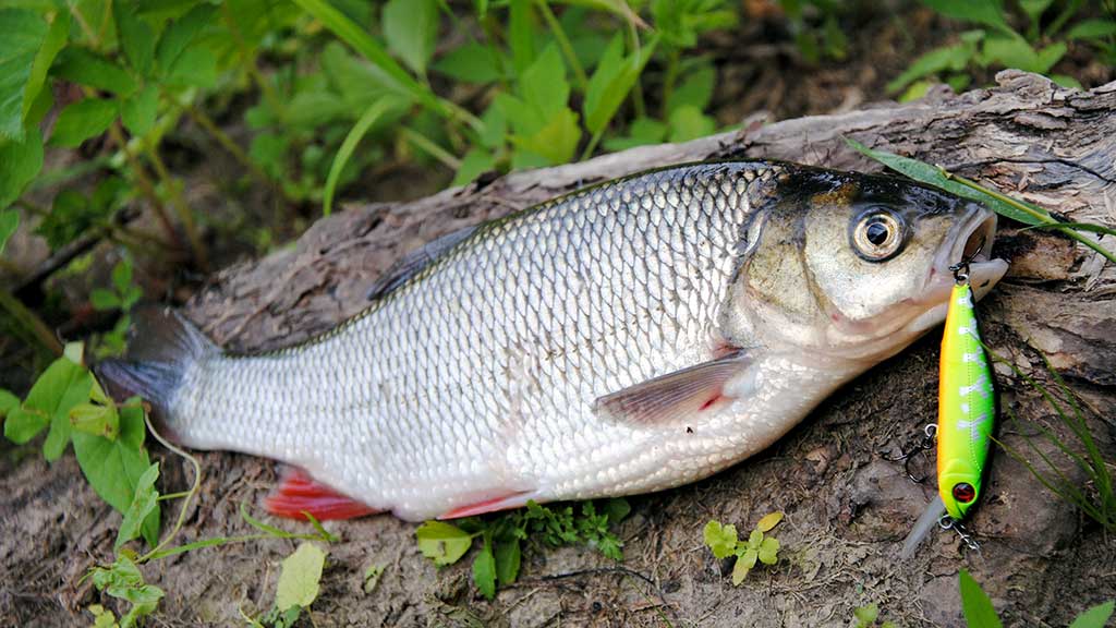 Kiek svarbus žvejui karabinas? Antra dalis