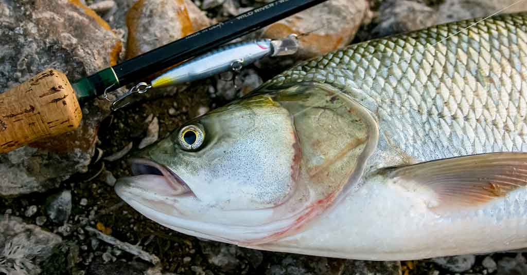 Minnow vobleriai ir tvičingas Minnow vobleriai ir tvičingas