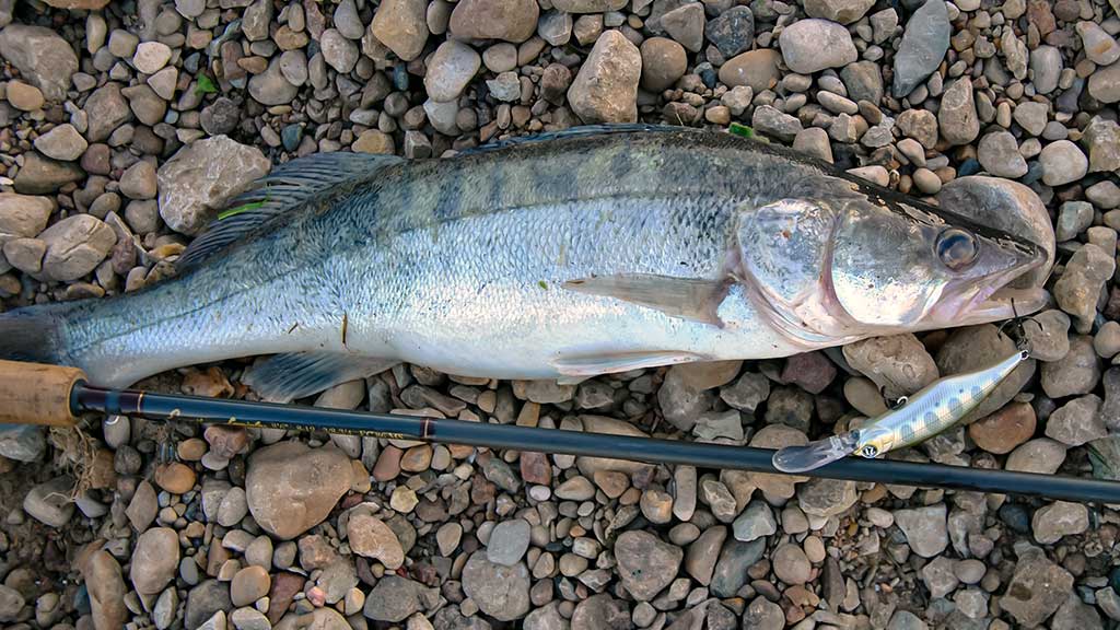 Išsamiai apie membranines bridkelnes. Pirma dalis