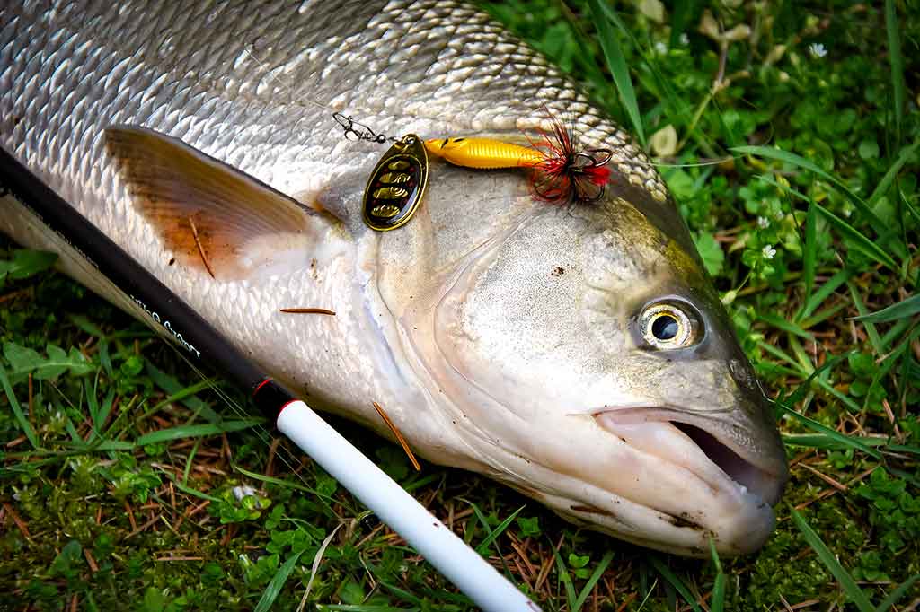 Sukriukės su pasunkintas kūneliais – vertas dėmesio masalas