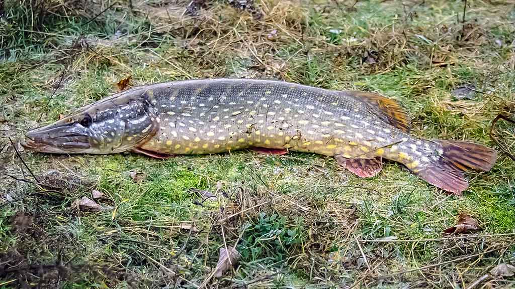 Tvisteris – ne toks paprastas, kaip atrodo Tvisteris – ne toks paprastas, kaip atrodo