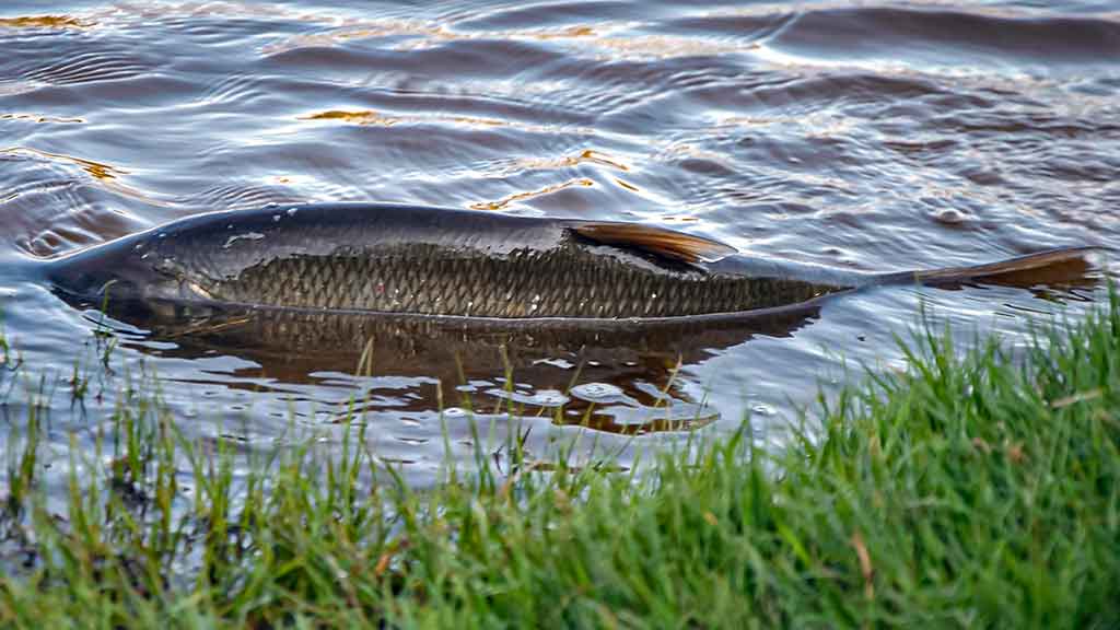 Maži masalai didelei žuviai. Pirma dalis