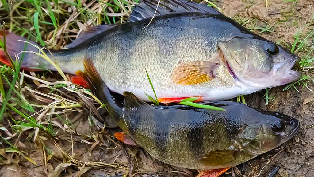 Ešerių žūklė guminukais. Tikrajam rudeniui prasidėjus