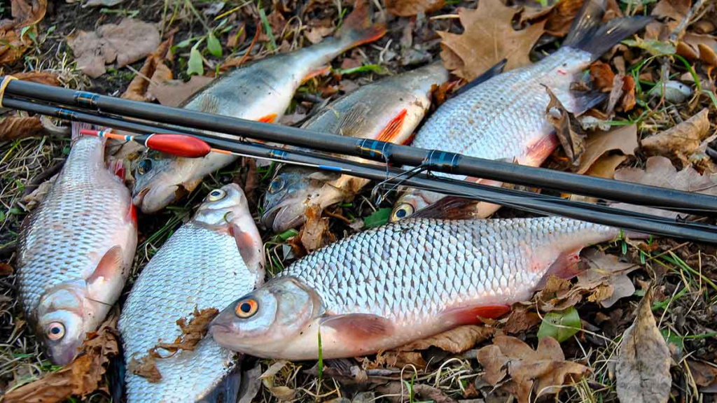 Didžiųjų upių plakiai. Antra dalis