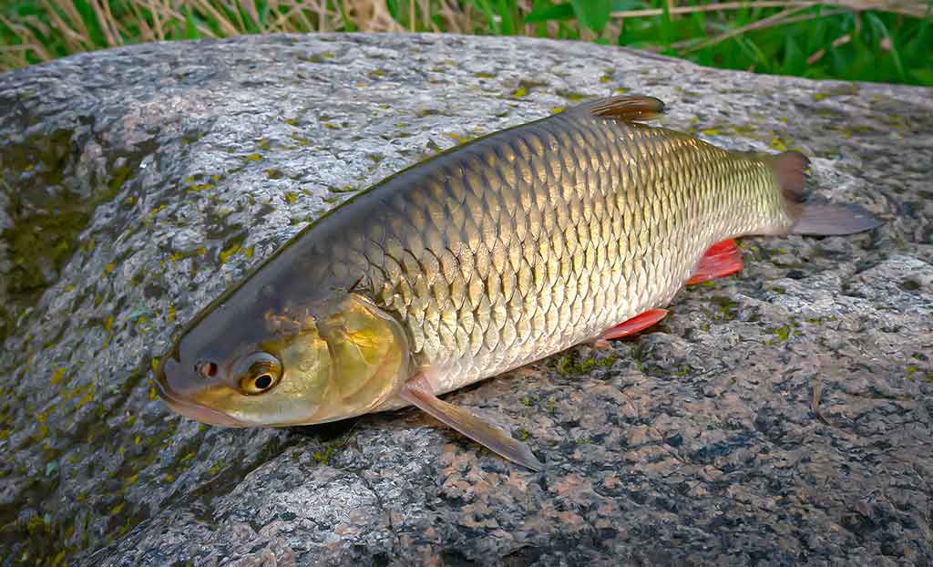 Gyvenimas po tiltu. Pirma dalis Gyvenimas po tiltu. Pirma dalis