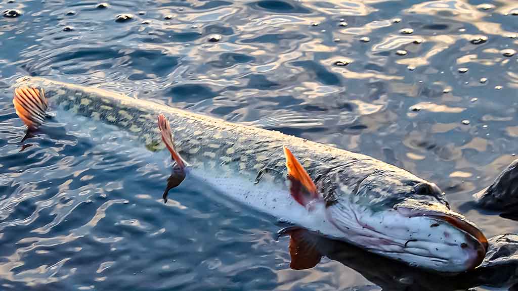 Lydekas – lydekomis. Apie žuvis kanibales