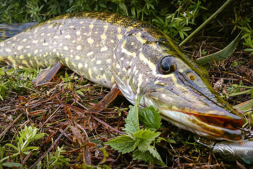 Palydekaukim... Pirma dalis Palydekaukim... Pirma dalis