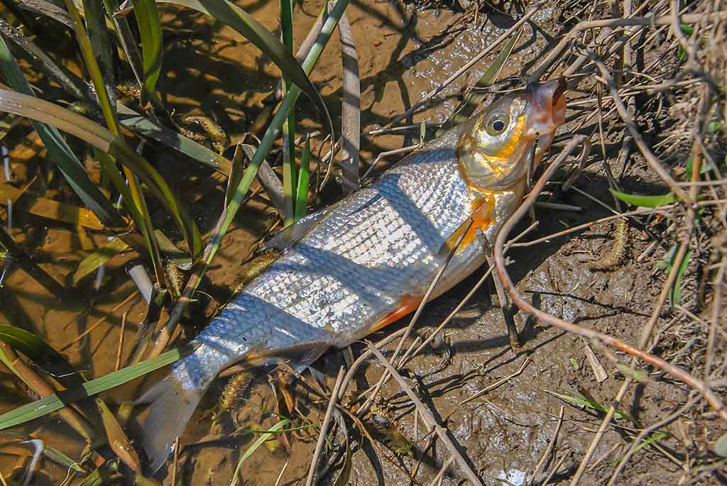 Pavasarinė žiobrių fiesta. Trečia dalis Pavasarinė žiobrių fiesta. Trečia dalis