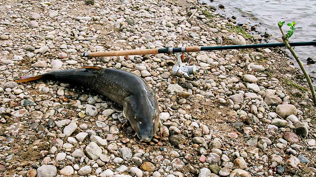 Kaip sutramdyti „arklius“. Antra dalis