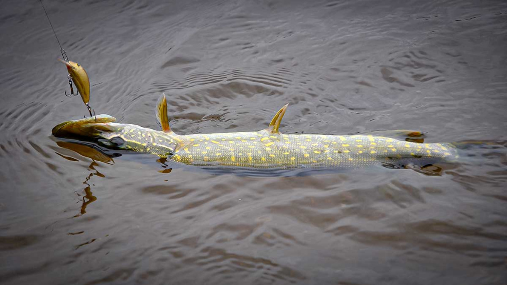 Palydekaukim... Antra dalis